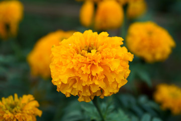 Marigold in the garden