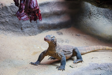 The Komodo dragon eats a victim