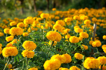 Marigold in the garden