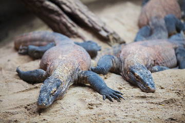 Famous Komodo dragon - world largest lizard