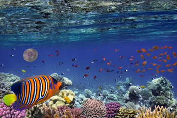 Fototapeta premium Tropical fish and Hard corals in the Red Sea, Egypt