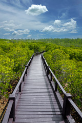 Obraz premium Mangrove forest trail