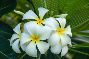 Fototapeta na wymiar frangipani flower in the morning.