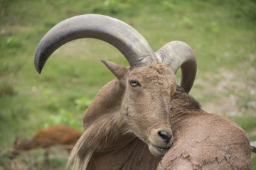 Barbary sheep