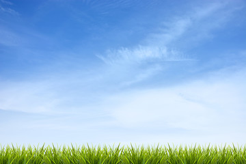 Fototapeta na wymiar Grass grass under blue sky and clouds