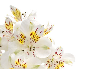 Obraz na płótnie Canvas White alstroemeria flowers