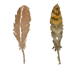 Two  brown watercolor feathers.