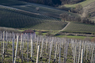 Vineyards on the hills of Langhe in Piedmont, Northern Italy