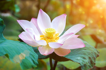Blooming lotus flower in the farm, Thailand.
