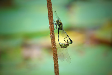 Mating of a pair of dragonflies