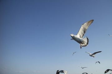 Flying seagulls