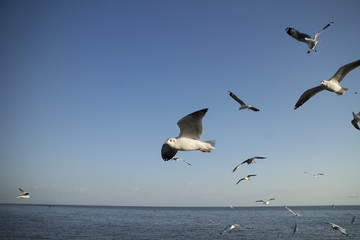 Flying seagulls