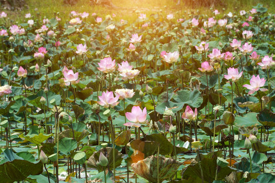 Fototapeta Blooming lotus flower in the farm, Thailand.