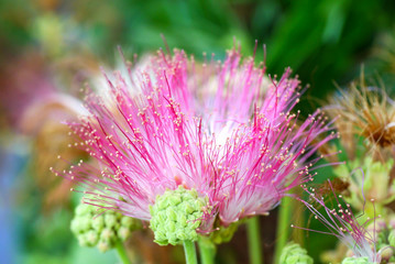 Flower of rain tree.