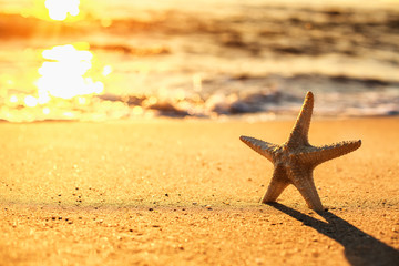 Naklejka na ściany i meble Starfish on the beach at sunrise