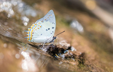 Jewelled Nawab butterfly