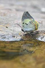 Jewelled Nawab butterfly