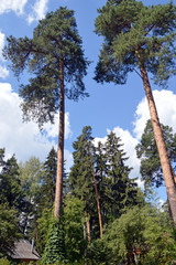 Сосны на фоне хвойного леса и облачного неба © Alexander Zamaraev