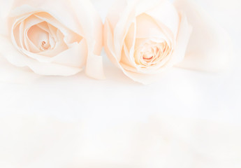 Soft full blown delicate roses as a neutral background. Selective focus.