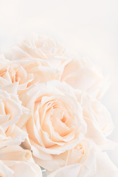Soft full blown delicate roses as a neutral background. Selective focus.
