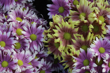 Obraz premium Flower Chrysanthemum