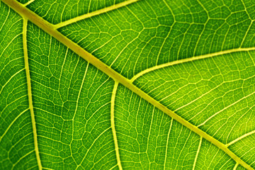 Detail of a leaf fibers