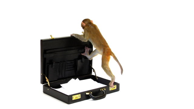 Monkey playing on an open briefcase
