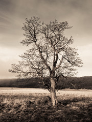 Lonely tree in autumn landscape