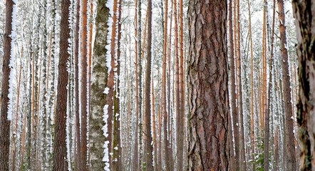 Obraz premium Winter forest