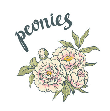 A Vector Floral Collection of hand drawn Pink Peonies 
