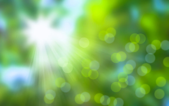 Fototapeta sonne im wald - frische grüne natur abstrakter hintergrund mit unscharfen lichtern