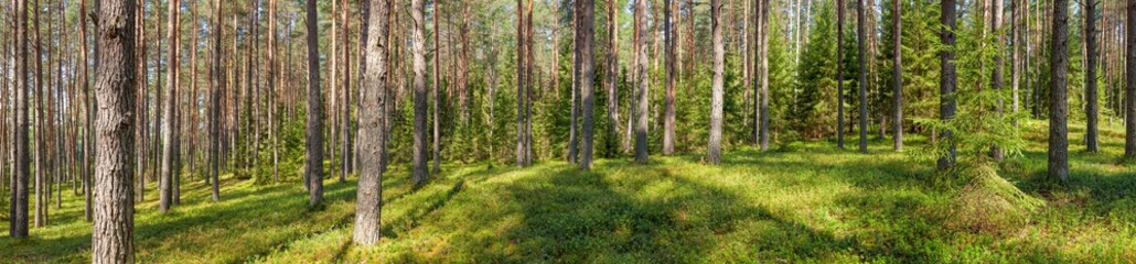 Panoramic view of fir forest on a summer day