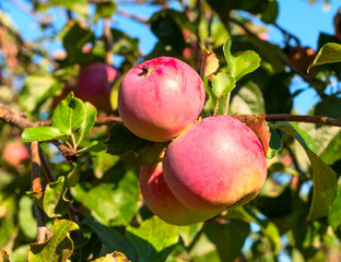 Branch with two red apples