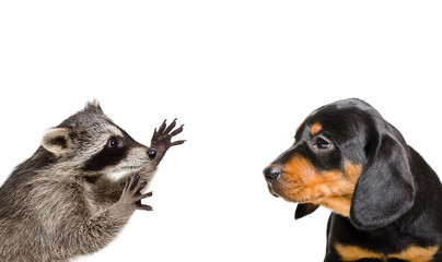 Portrait of playful raccoon and puppy breed Slovakian Hound