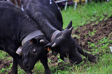 vaches de race h&eacute;rens - combat de reines