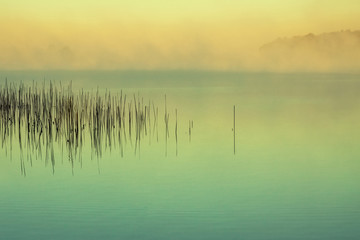 reeds in the water. wonderful sunrise, mystical mist