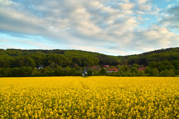 Rapsfeld
