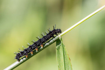 Small tortoiseshell caterpillar (Aglais urticae), Italy