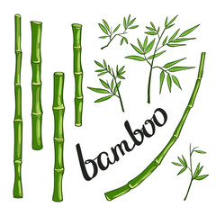 Fototapeta premium Bamboo green vector illustration