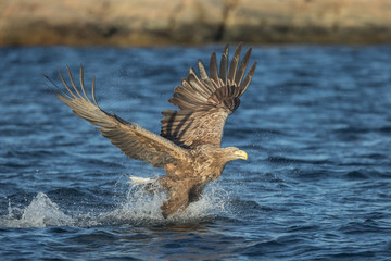 White-tailed Eagle Hunting