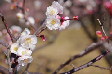 梅林の白梅