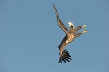 White-tailed Eagle Aerobatics.