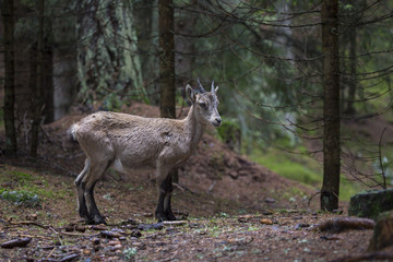 Naklejka na ściany i meble Baby alpine ibex in a wood
