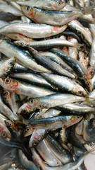 Sardines 11/03/2016