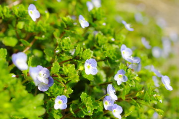 オオイヌノフグリ