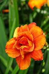 Orange day-Lily. .