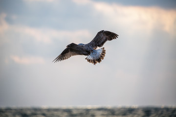 Flying seagull over the blue sea