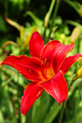 Red day-Lily.