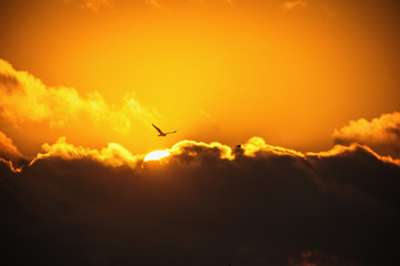 Fototapeta na wymiar Flying bird in the sky. Scenic sunrise with beautiful cloudscape