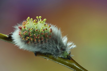 Flowering willow. Beautiful catkin of Tea-leaved Willow (Salix phylicifolia). First signs of spring in Finland.